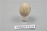 藏品(紅頭伯勞卵)的圖片